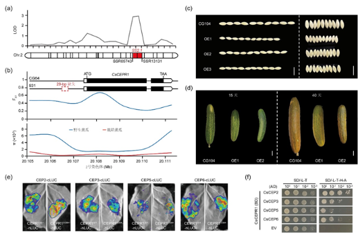 驯化基因协同调控黄瓜种子与果实大小 驯化基因协同调控黄瓜种子与果实大小