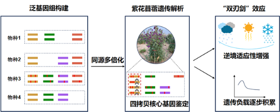 四拷贝核心基因调控紫花苜蓿适应性与产量1